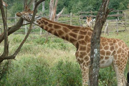 Day Tour Giraffe Center, Karen blixen and Lunch at Carnivore