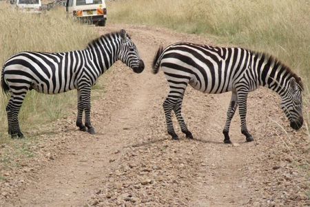 Half-Day Nairobi National Park Tour from Nairobi