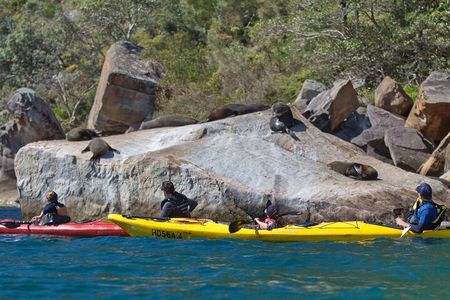 Sydney Kayak Seal Encounter Adventure with Gourmet Food