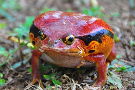 3-Day Private Tour to Andasibe National Park 