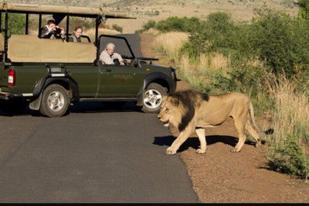 Full Day Safari Tour of Pilanesberg National Park, Open Jeep experience 