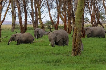 3 Days 2 Nights Private Amboseli Safari