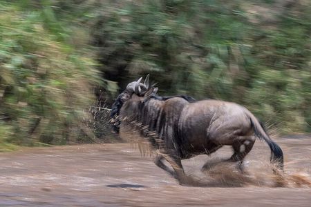 5 days Masai Mara Wildebeest migration safari