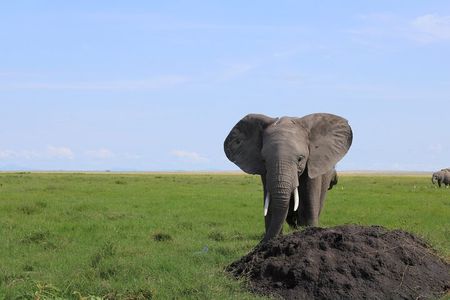 2-Day Private Safari to Amboseli National Park