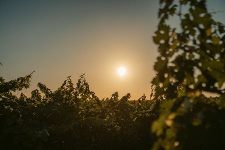 Heraklion Private Half-Day Wine Tasting Tour in Lyrarakis Winery