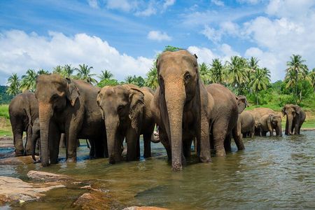 Day Excursions to Wilpattu National Park from Negombo