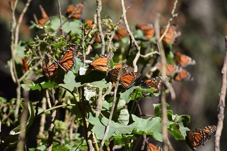 Butterfly Monarch Tour from Mexico City