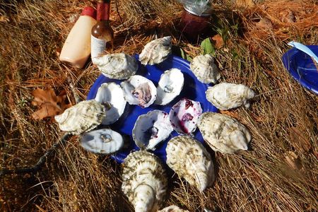 Oyster Farm & Tasting Sea Kayak Tour in Casco Bay