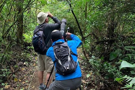 Morning Walk at Monteverde Cloud Forest Reserve -Monteverde Wild-