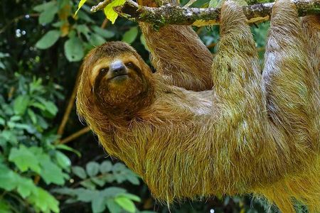 5 Days Wildlife Tour in Drake Bay, Sierpe, Corcovado and Osa
