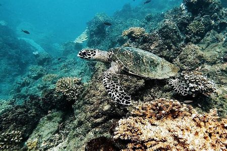 5 Days Wildlife Tour in Drake Bay, Sierpe, Corcovado and Osa