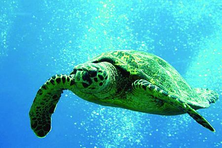 Afternoon Hawaiian Green Sea Turtle and Dolphin Snorkel and Sail