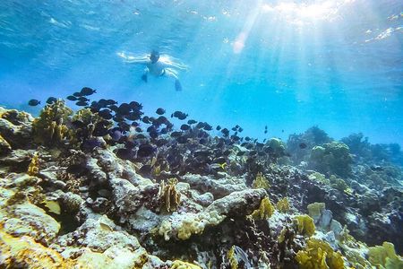 Private snorkel with 2 stops in Aruba - Eco-friendly!