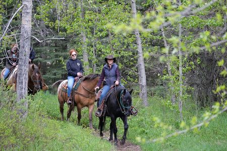 Buffalo Loop 1-Hour Horseback Trail Ride in Kananaskis