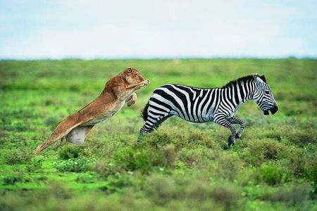4 Days Mid Range Group Safari