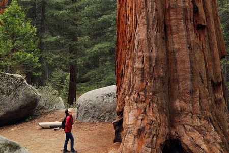 Small Group Redwoods, California Coast & Sausalito Day Trip from San Francisco