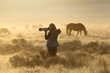 Private Wild Horse Photo Safari from Tooele