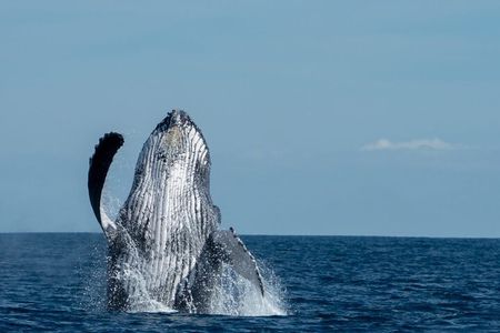 World Class Whale Watching with Breakfast & Open Bar
