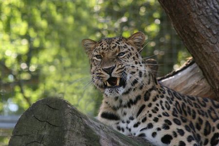 Private Day Trip to Yala National Park from Colombo
