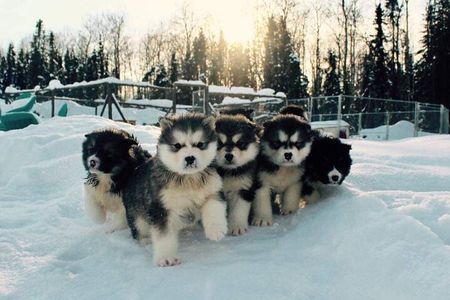 Dogsled Adventure in Fairbanks with Homestead tour