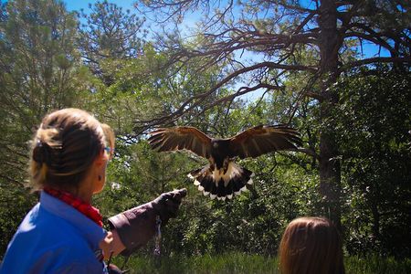 Hands-On Falconry Class