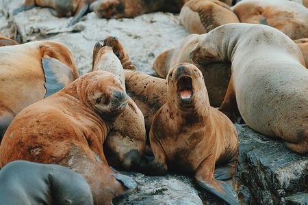 Sailing Ushuaia Beagle Channel in a yatch
