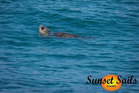 Sunset Sails Tours Afternoon (2pm) or Morning tours (9am).