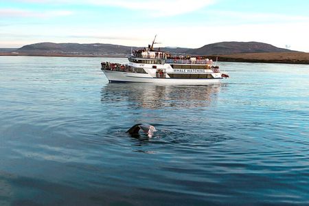 Whale-Watching Boat Tour with Expert Guide from Reykjavik