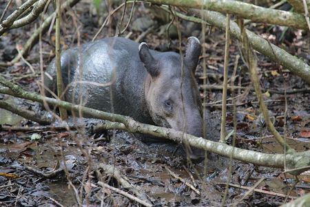 Pacheco Tours - Corcovado National Park Sirena from Drake Bay