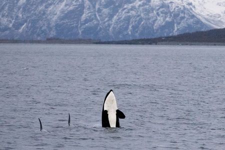 Silent Whale Watching by Hybrid-Electric Boat from Tromsø