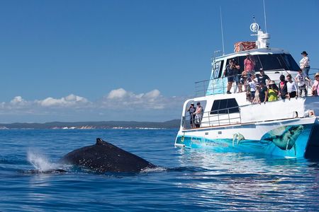 Freedom 3/4 Day Hervey Bay Premium Whale Watching Cruise