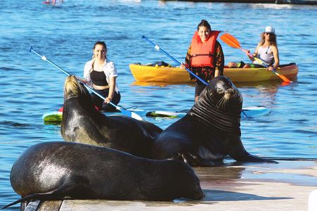Kayak with Sea Lions in Marina del Rey