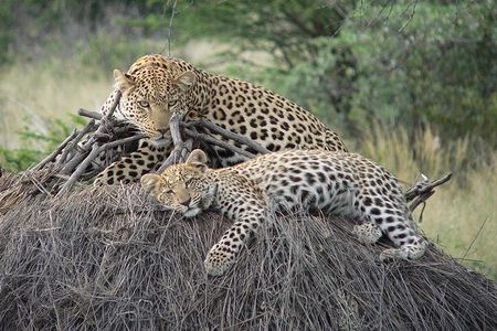 4 Days, 3 Nights Group budget Safari, Lake Manyara, Serengeti, Ngorongoro