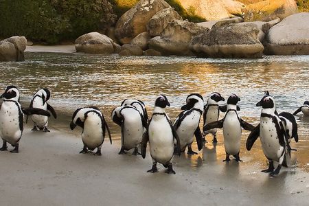 Cape of Good Hope, Penguins & Bo-Kaap Group Tour from Cape Town