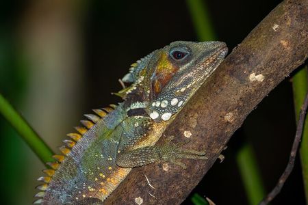 Family Night Walking Tour at Tropical Rainforest in Daintree