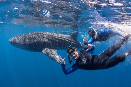 Whale Shark Safari