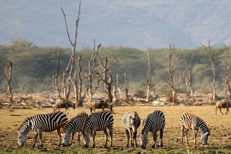6 Day: Epic Northern Safari