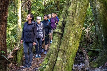 Waiheke Island Private Forest Bathing Walk