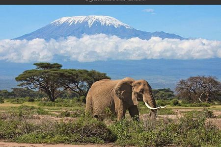 Nairobi: Amboseli National Park Day Trip & Maasai Village Visit