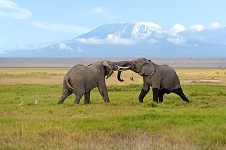 Day Tour - Amboseli National Park From Nairobi