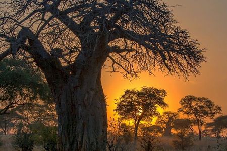 7-Day Private midrange Tour in Arusha with Airport Pickup