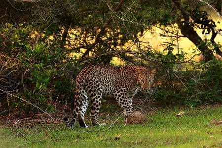 Full Day Wilpaththu National Park Safari (All Inclusive)
