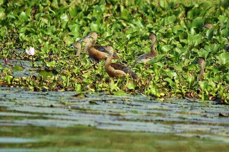 Muthurajawela Bird Watching Tour from Negombo / Colombo