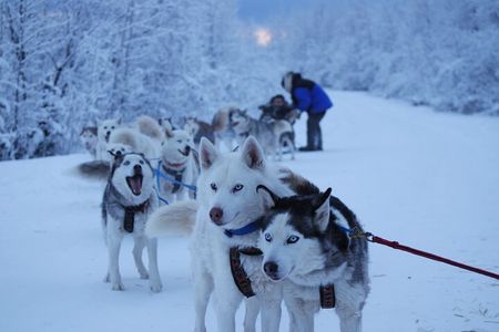 Free Pickup/Drop off: Dog Sledding with Free Photo in Fairbanks