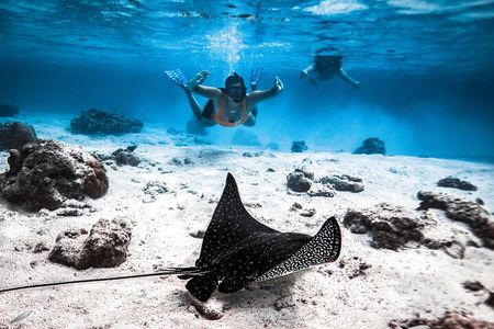 Cook Islands Turtle and Ray Tour 