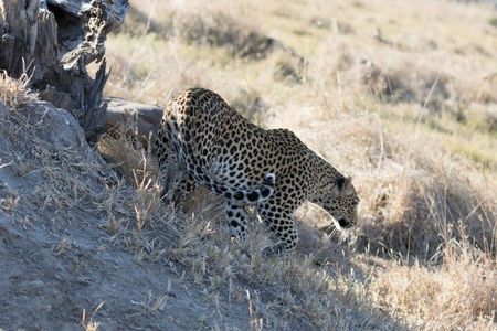 Full-Day Safari Chobe National Park and boat safari