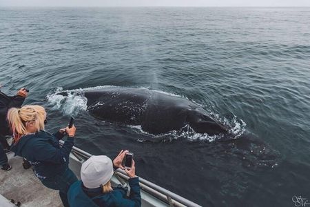 Afternoon Whale Watch