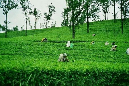 Private Nuwara Eliya Day Tour from Kandy with Pick up