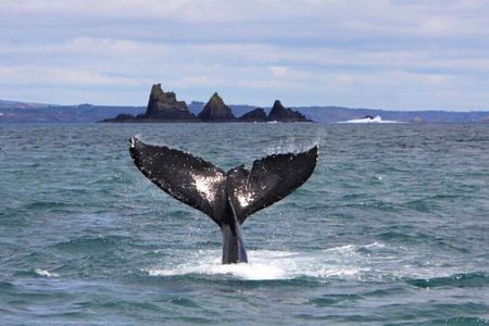 Fastnet Rock Lighthouse & Cape Clear Island tour departing Baltimore. West Cork.