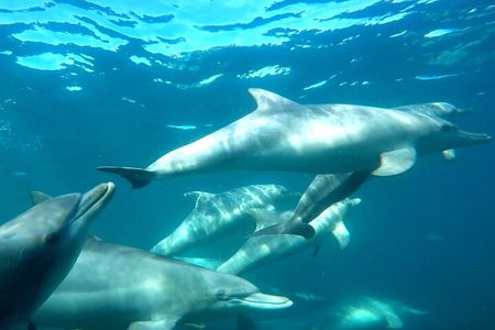 Swim with Wild Dolphins Day Tour